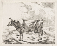 KG 04328
<br/>
Staande koe
<br/>
<em>Bije, Marcus de (1639-ca. 1690)</em>